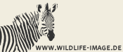 wildlife-image